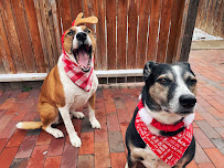 Mile High Pet Sitters LLC - Photo 5 - Car repair in Denver, CO, Aurora