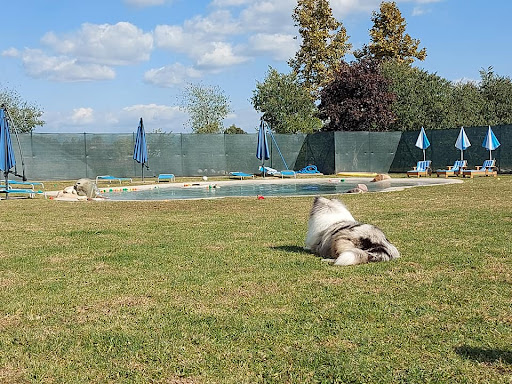 Pensioni per cani e dog hotel a Centro Polifunzionale per animali da Compagnia Il Sogno di Silvia e Nabirra