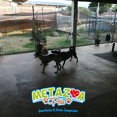 Guarderia Y Hotel Campestre Canino Metazoa Pets