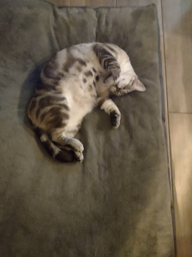 Pet Store «Pet Planet Ridgeview», reviews and photos, 2910 N Power Rd #103, Mesa, AZ 85215, USA