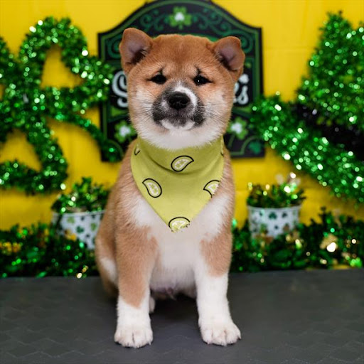 Pet Store «Pet Planet», reviews and photos, 11968 S Redwood Rd, Riverton, UT 84065, USA