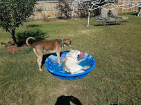 Happy Hounds Dog Walking Services Ltd - Photo 4 - Car repair in , Fort Collins