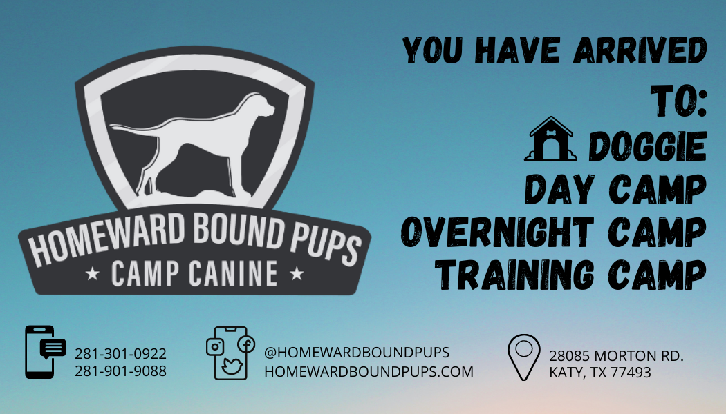 Homeward Bound Pups' Camp Canine