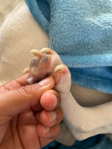 Pet Supply Store «PetSmart», reviews and photos, 7616 Denton Hwy #532, Watauga, TX 76148, USA