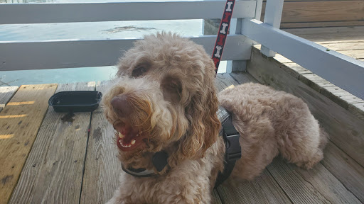 Ice Cream Shop «Salty Dog Ice Cream Factory», reviews and photos, 232 S Sea Pines Dr #304, Hilton Head Island, SC 29928, USA