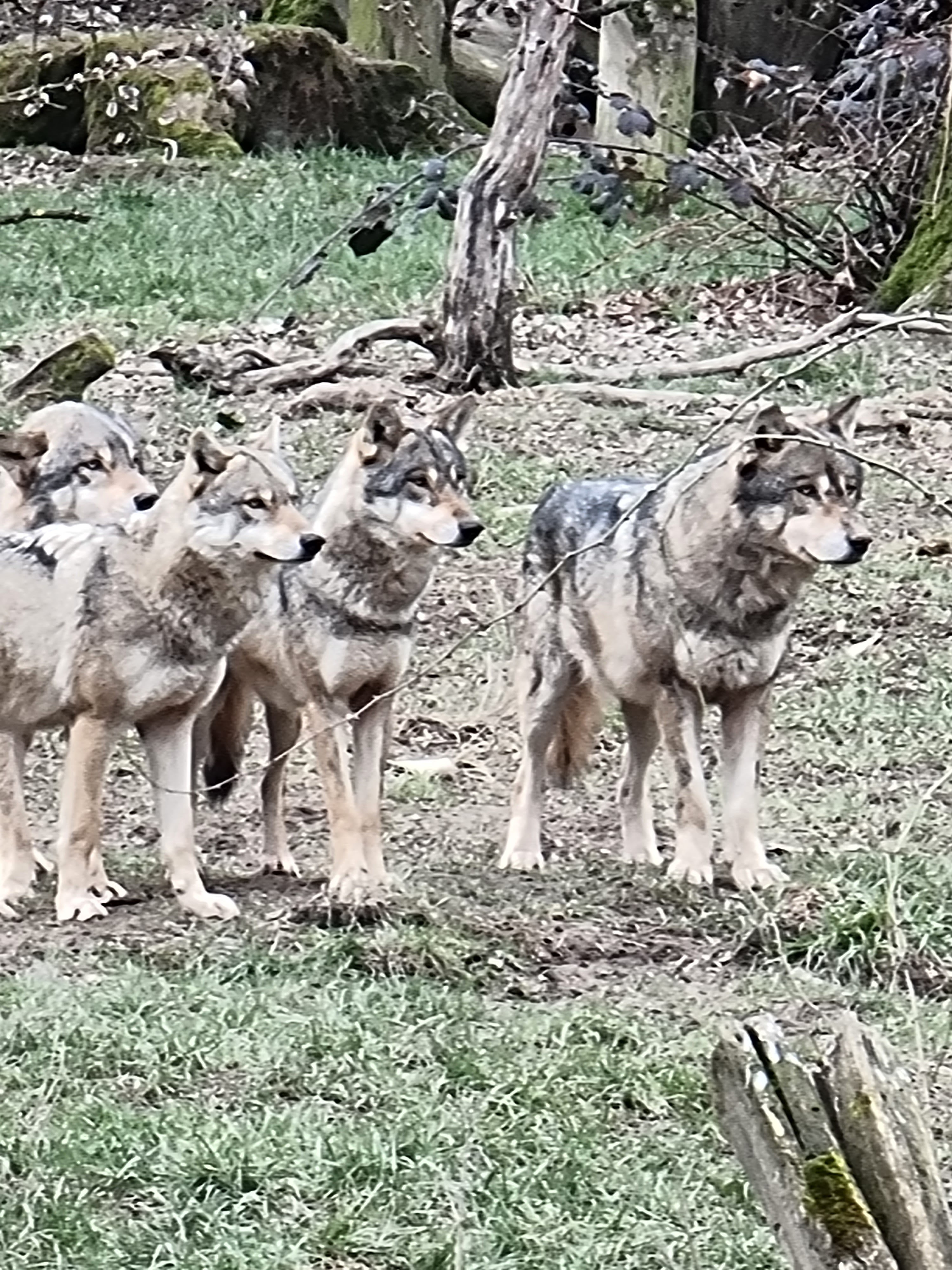 Photo n° 36 de l'avis de percque.a fait le 12/03/2023 à 16:11