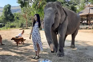Elephant sanctuary from bangkok image