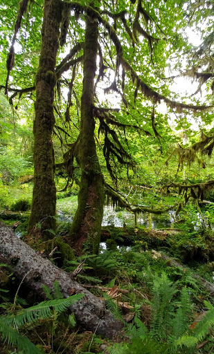 Campground «Hard Rain Cafe», reviews and photos, 5763 Upper Hoh Rd, Forks, WA 98331, USA