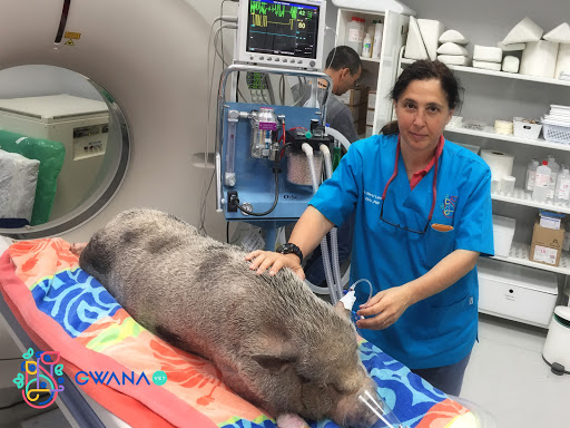 Gwana Vet Veterinario Exóticos en Madrid