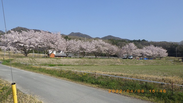 志染町戸田の桜並木