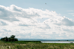 Lake Neusiedl - Seewinkel National Park image