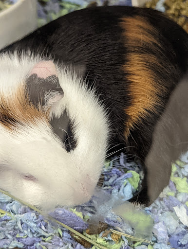 Pet Supply Store «Petco Animal Supplies», reviews and photos, 3012 Bridgepointe Pkwy, San Mateo, CA 94404, USA