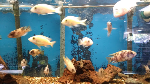 Pet Supply Store «Tropical World Pets», reviews and photos, 8444 Watson Rd, Webster Groves, MO 63119, USA
