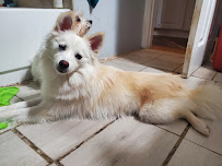 Graceland pet care - Photo 6 - Car repair in , Hollywood