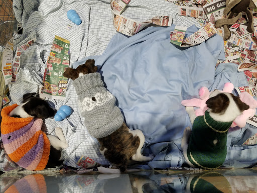 Pet Store «Pets Plus - Lansdale», reviews and photos, 555 S Broad St, Lansdale, PA 19446, USA