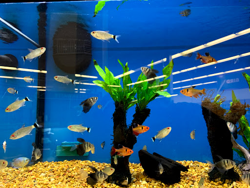 Pet Supply Store «Petco Animal Supplies», reviews and photos, 390 Universal Dr N, North Haven, CT 06473, USA