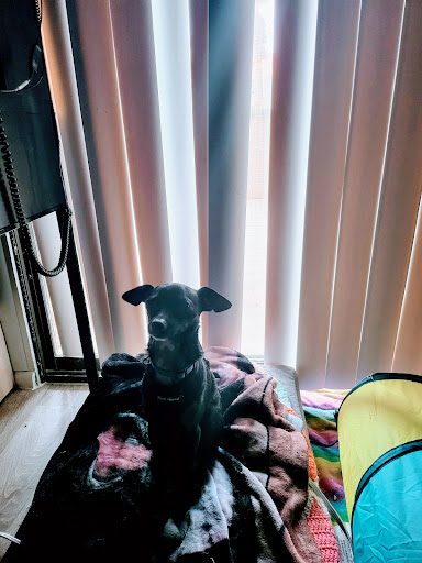 Pet Supply Store «Petco Animal Supplies», reviews and photos, 3452 W Chandler Blvd, Chandler, AZ 85226, USA