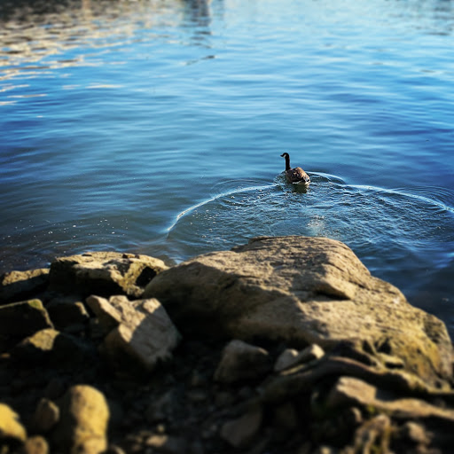 Park «Long Bridge Park», reviews and photos, 475 Long Bridge Drive, Arlington, VA 22202, USA