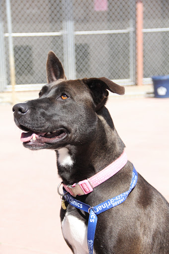 Woods Humane Society image
