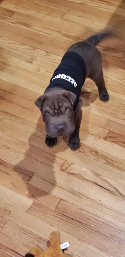 Pet Store «Puppy Palace», reviews and photos, 1250 US-130, Trenton, NJ 08638, USA