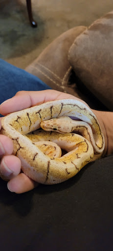 Reptile Store «Reptile Pets Direct», reviews and photos, 8088 Pat Booker Rd, Live Oak, TX 78233, USA