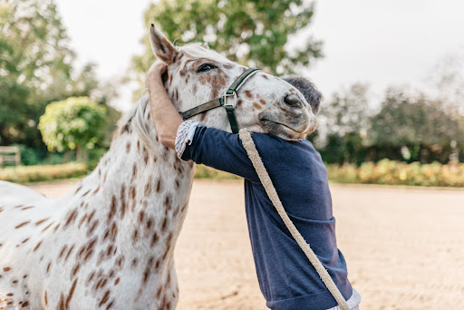 Tierärztliche Praxis für Pferdeosteopathie dr. vet. Philipp Scholz unter Michendorf, 