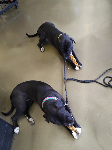 Pet Supply Store «Pet Supplies Plus», reviews and photos, 1030 Main St #10, Waltham, MA 02451, USA