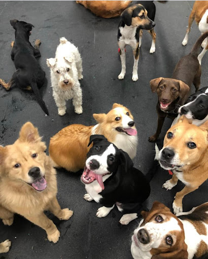 Zoom Room Dog Training