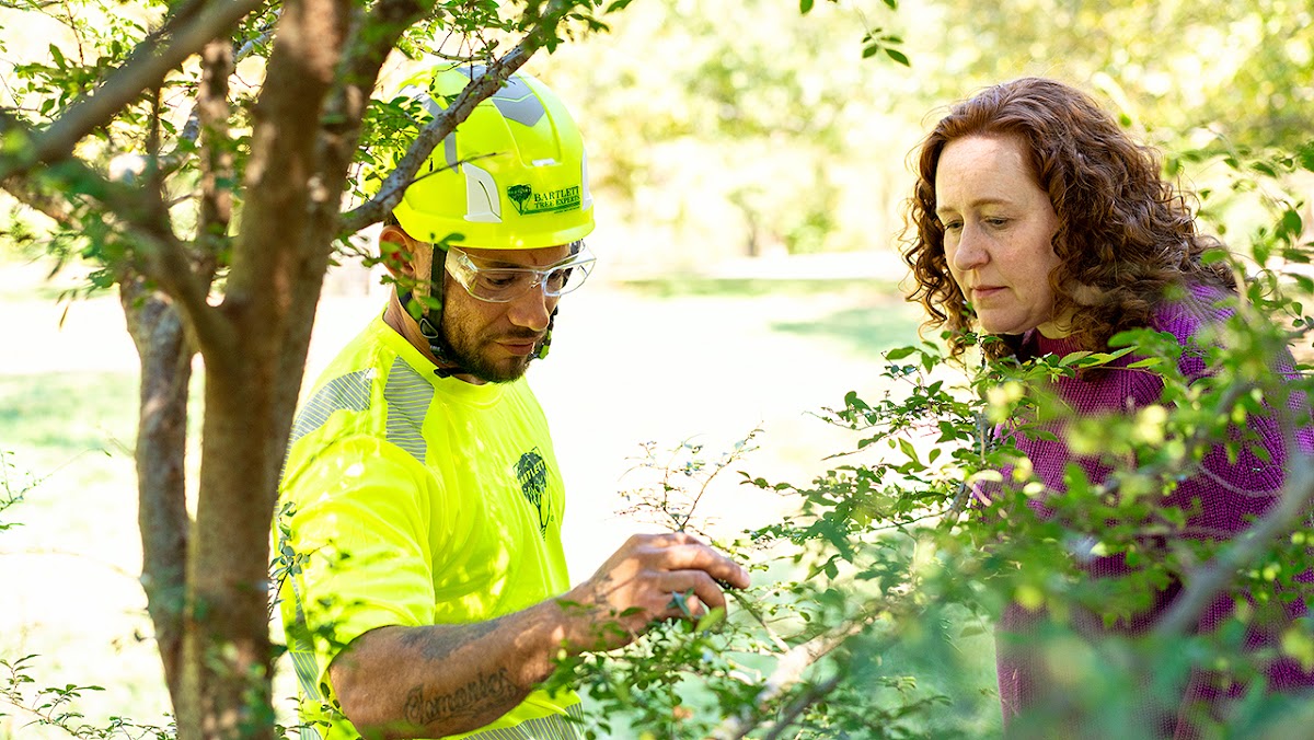 A tree in my backyard is suffering from severe gummosis. So an arborist came out to inspect it, and advized me on how to