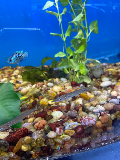 Pet Store «Jules Pet Shop», reviews and photos, 2214 N Milwaukee Ave, Chicago, IL 60647, USA