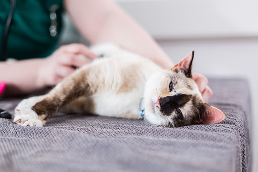 Earlswood Veterinary
