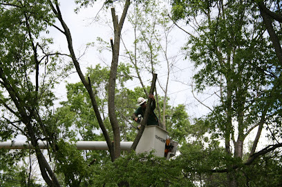 Yonkers Tree Removal Service