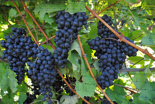 Red Tail Ridge Winery