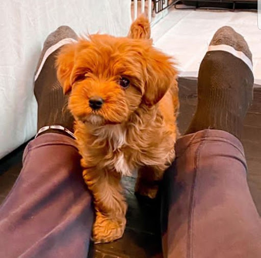 Get Cavapoo Puppies