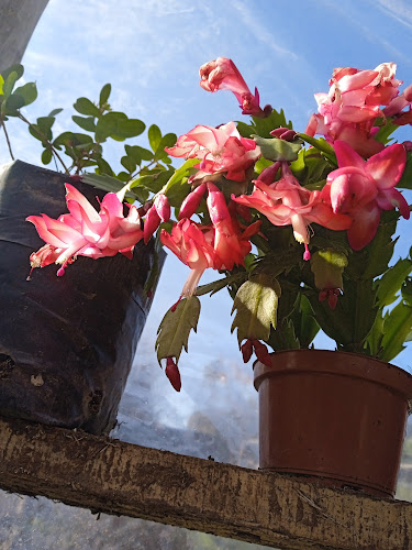 Vivero Los Cipreses - Centro de jardinería