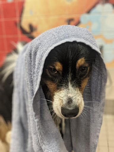 Pet Supply Store «Pet Food Express», reviews and photos, 1315 Linda Mar Shopping Center, Pacifica, CA 94044, USA