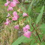 Photo n° 6 de l'avis de Martine.s fait le 24/08/2021 à 06:30 pour Les Pagaies à Labroquère