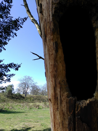 Golf Course «Fort Steilacoom Golf Course», reviews and photos, 8202 87th Ave SW, Lakewood, WA 98499, USA