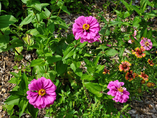 Nature Preserve «Chattahoochee Nature Center», reviews and photos, 9135 Willeo Rd, Roswell, GA 30075, USA