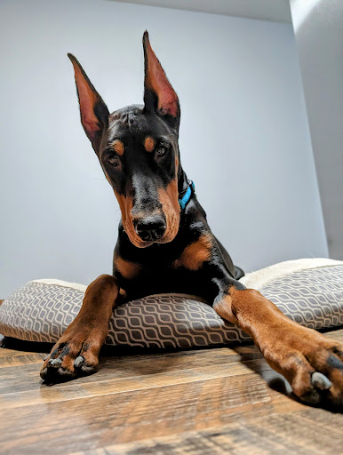 Midgarden Veterinary Clinic image