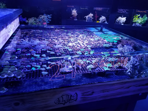 Tropical Fish Store «Elite Reef», reviews and photos, 8410 Wadsworth Blvd F, Arvada, CO 80003, USA