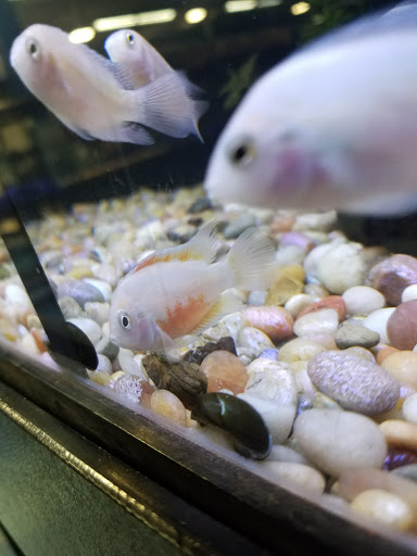 Pet Store «Pets Warehouse», reviews and photos, 177 Glen Cove Rd, Carle Place, NY 11514, USA