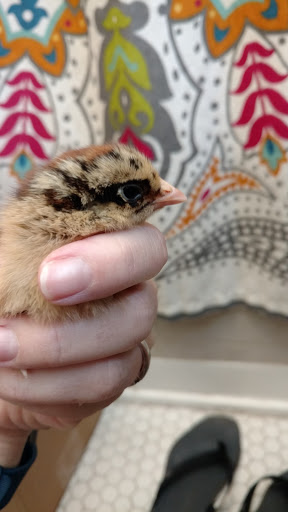 Animal Feed Store «Western Ranchman Store», reviews and photos, 16028 N 32nd St, Phoenix, AZ 85032, USA