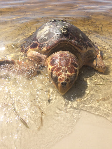 Tourist Attraction «Shell Island Beach», reviews and photos, 4607 State Park Ln, Panama City, FL 32408, USA