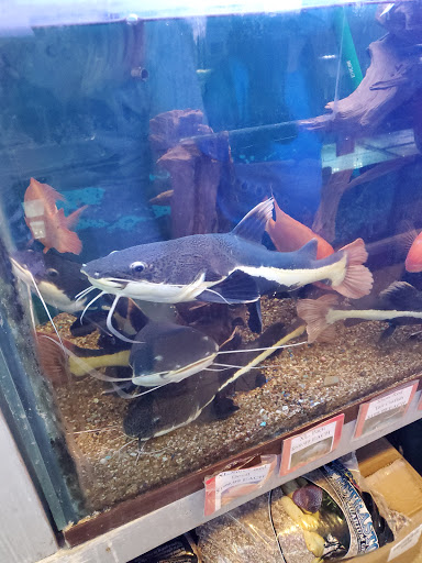 Pet Store «Fish-N-Pets Unlimited», reviews and photos, 11710 Bissonnet St, Houston, TX 77099, USA