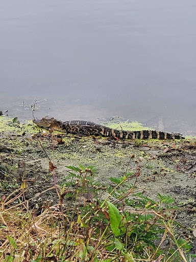 Golf Course «Willowbrook Golf Course», reviews and photos, 4200 FL-544, Winter Haven, FL 33881, USA