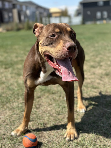 Platinum Pitbulls