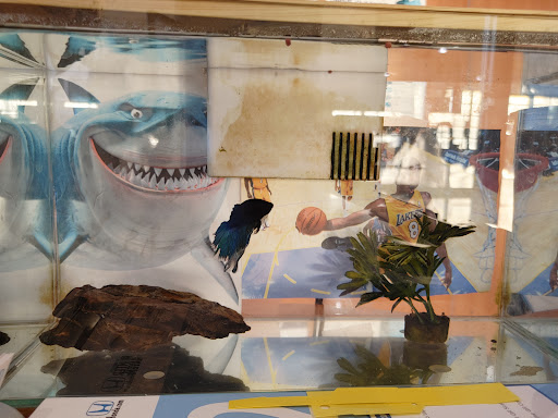 Car Dealer «Winter Haven Honda», reviews and photos, 6395 Cypress Gardens Blvd, Winter Haven, FL 33884, USA