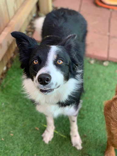 Pet Groomer «Doggie Style Bowtique», reviews and photos, 1713 Westport Rd, Kansas City, MO 64111, USA