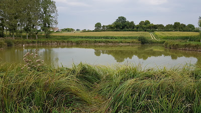 Plan d'Eau de Sarcé à Sarcé
